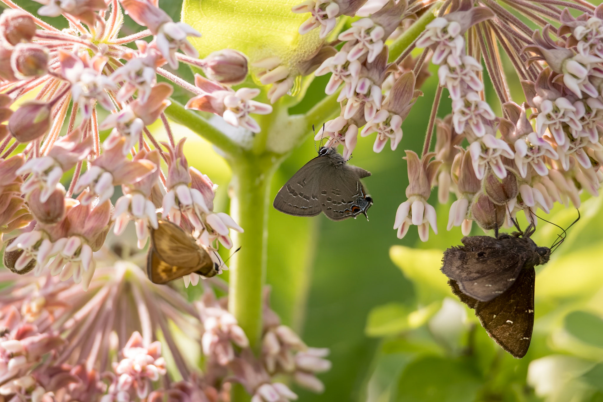 Byssus Skipper | Problema byssus, Banded Hairstreak | Satyrium calanus, Northern Cloudywing | Thorybes pylades | 20230619