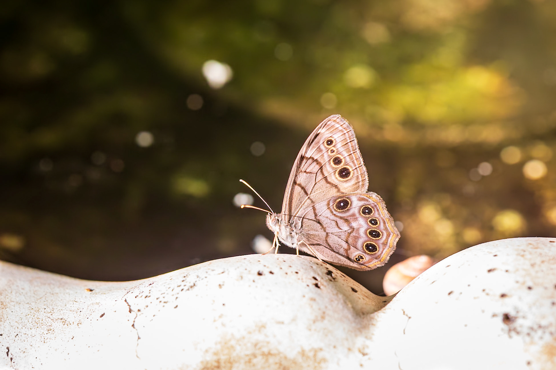 Northern Pearly-eye, Enodia anthedon | 20210614