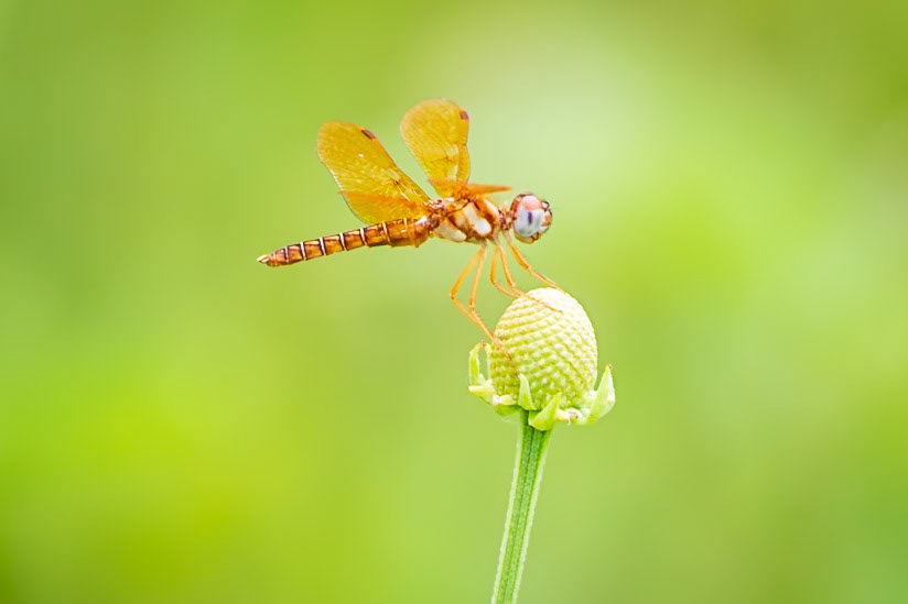 Eastern Amberwing, Perithemis tenera