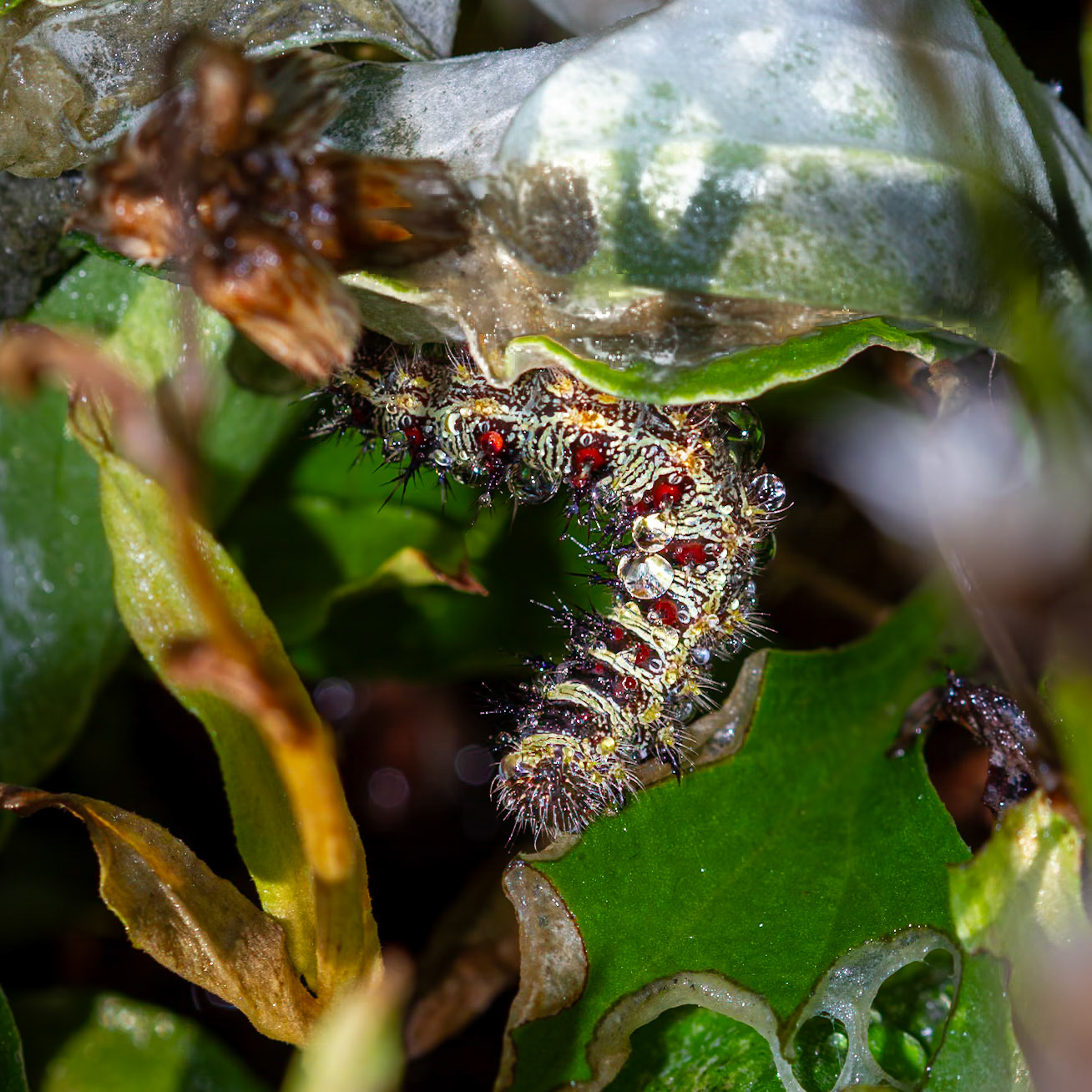 American Lady | Vanessa virginiensis | 20180526