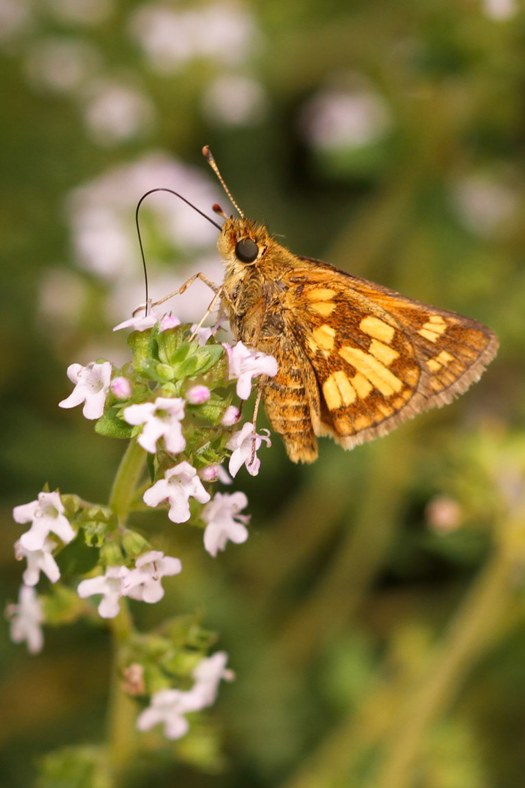 Peck’s Skipper | Polites peckius | 20120526