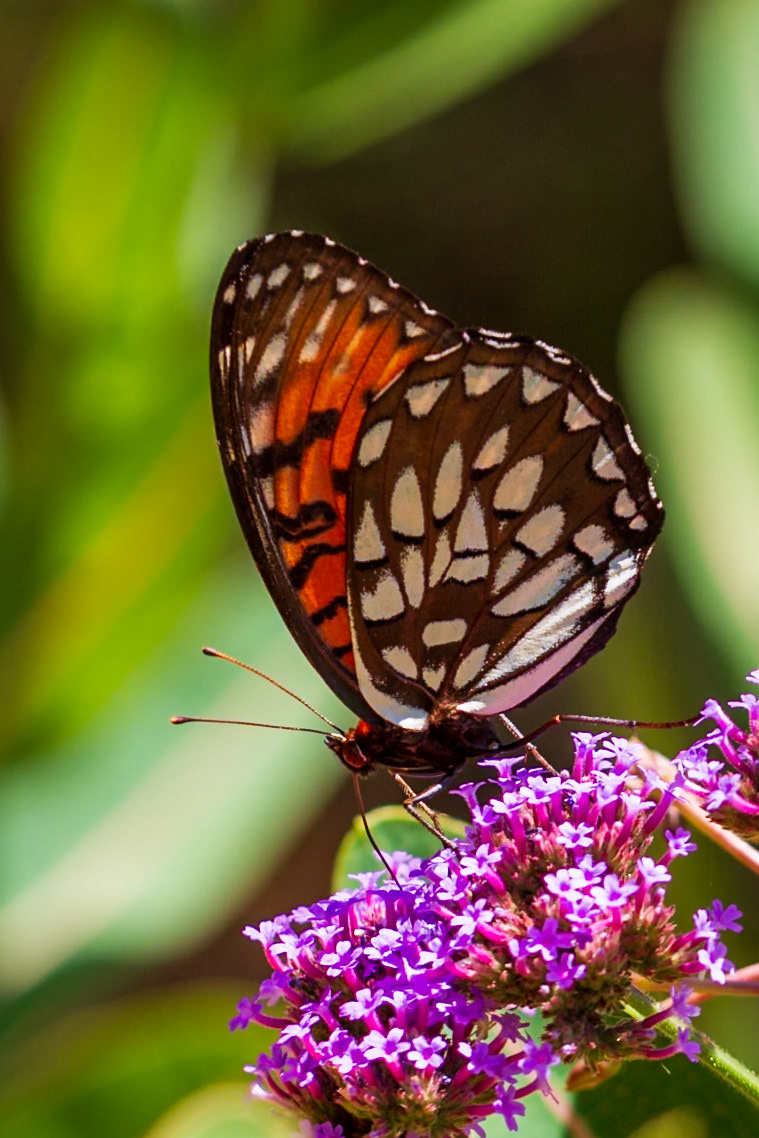 Regal Fritillary | Speyeria idalia | 20180709