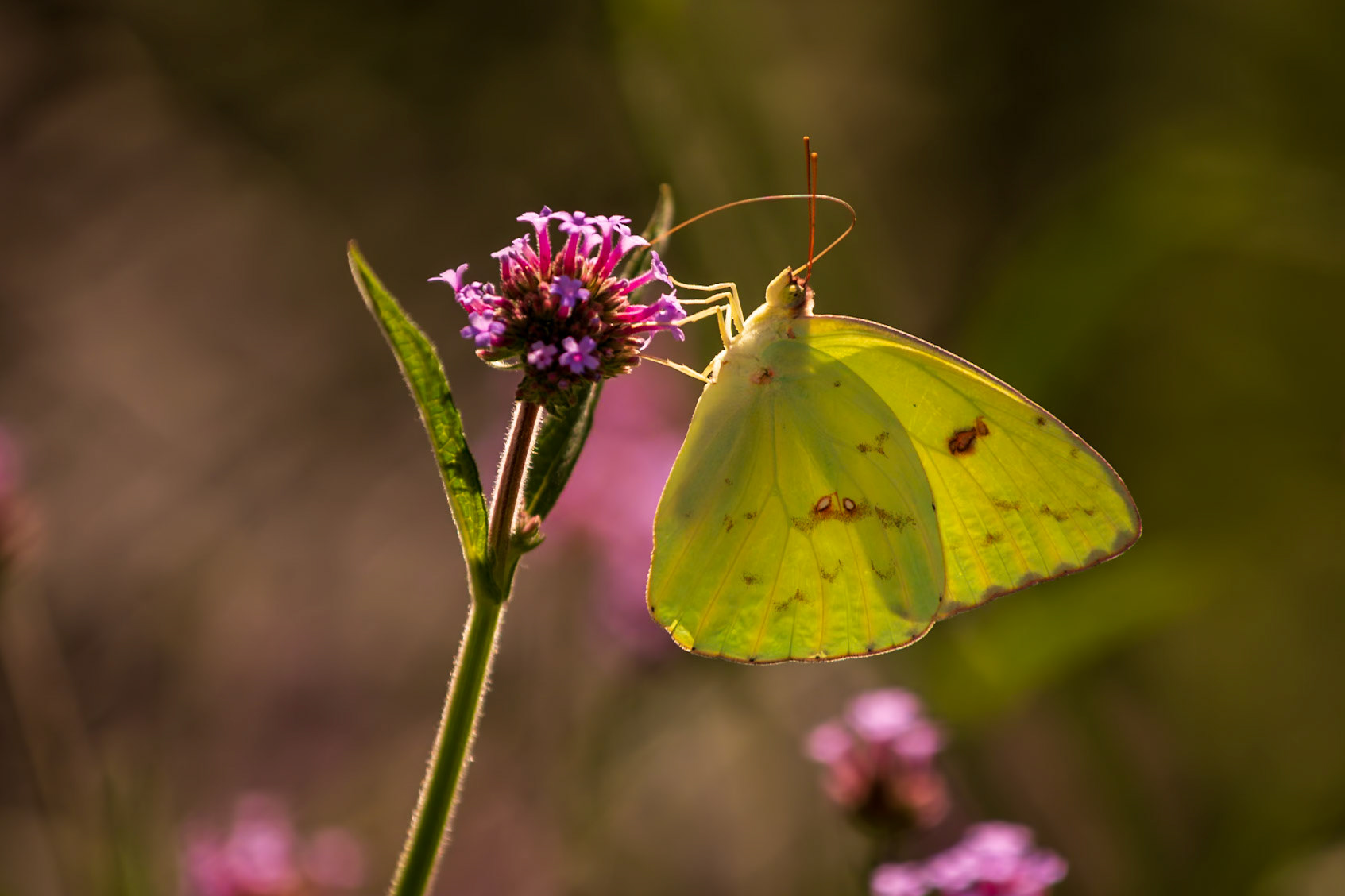 Cloudless Sulphur | Phoebis sennae | 20220713