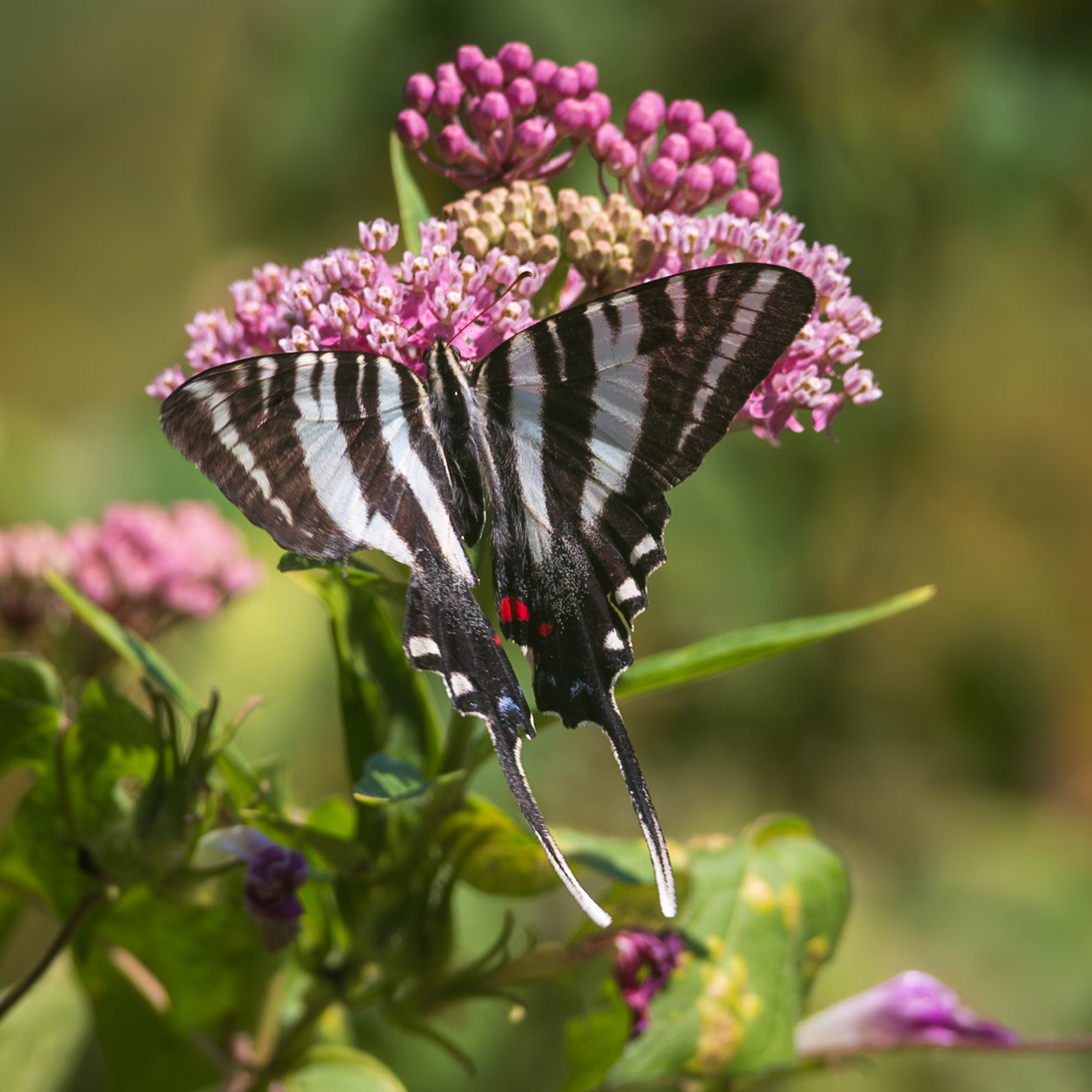 Zebra Swallowtail | Eurytides marcellus - summer form | 20230820
