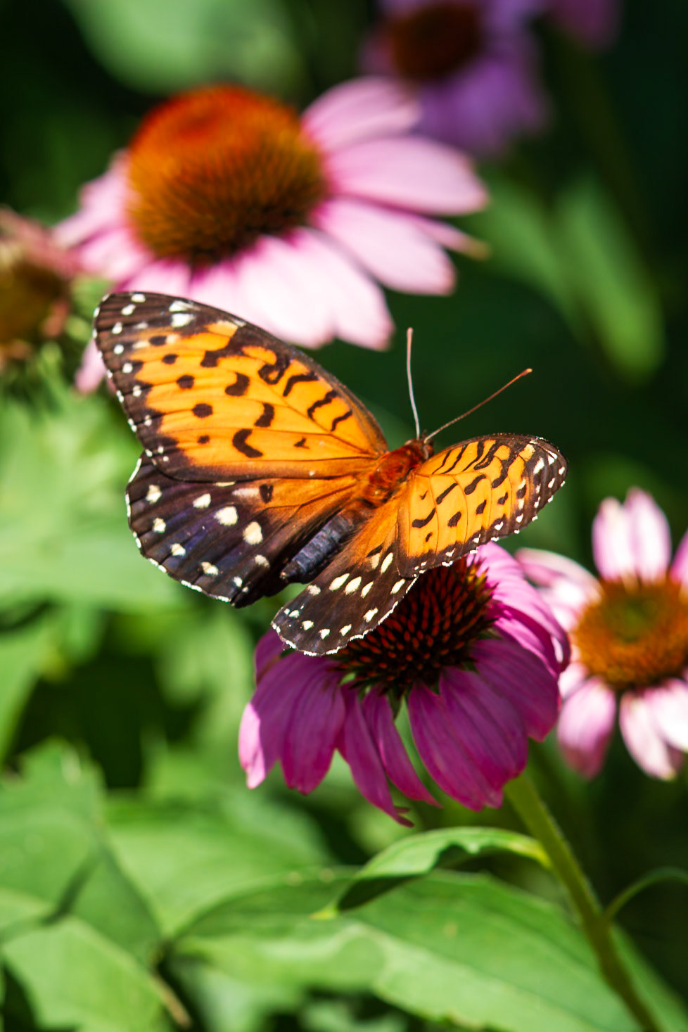 Regal Fritillary | Speyeria idalia | 20180709