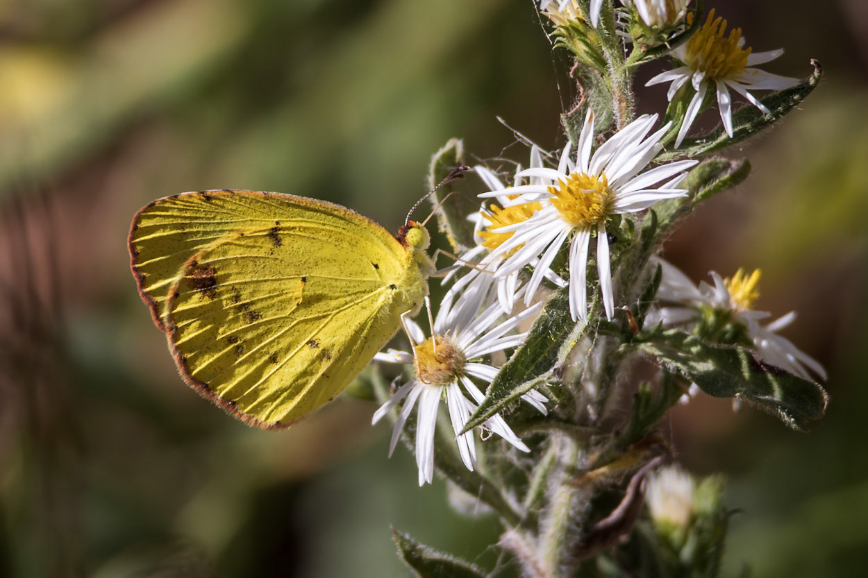 Little Yellow | Eurema lisa | 20231021