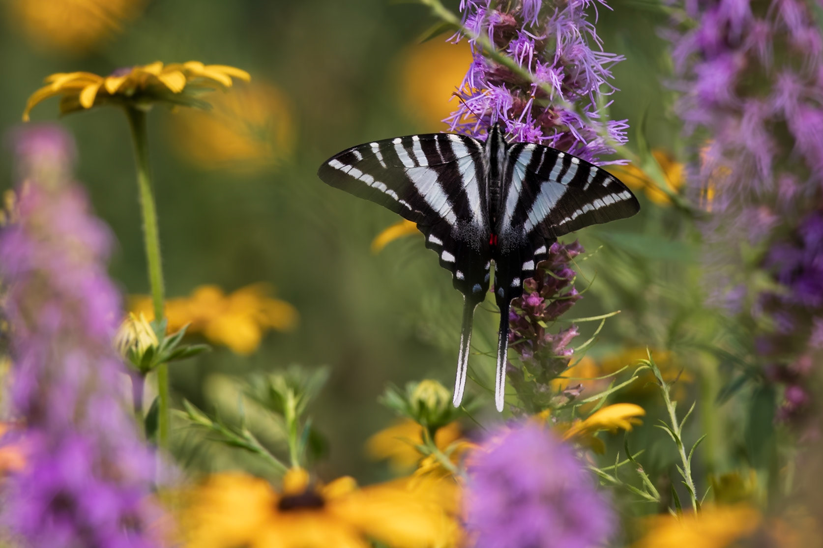 Zebra Swallowtail | Eurytides marcellus - summer form | 20240724