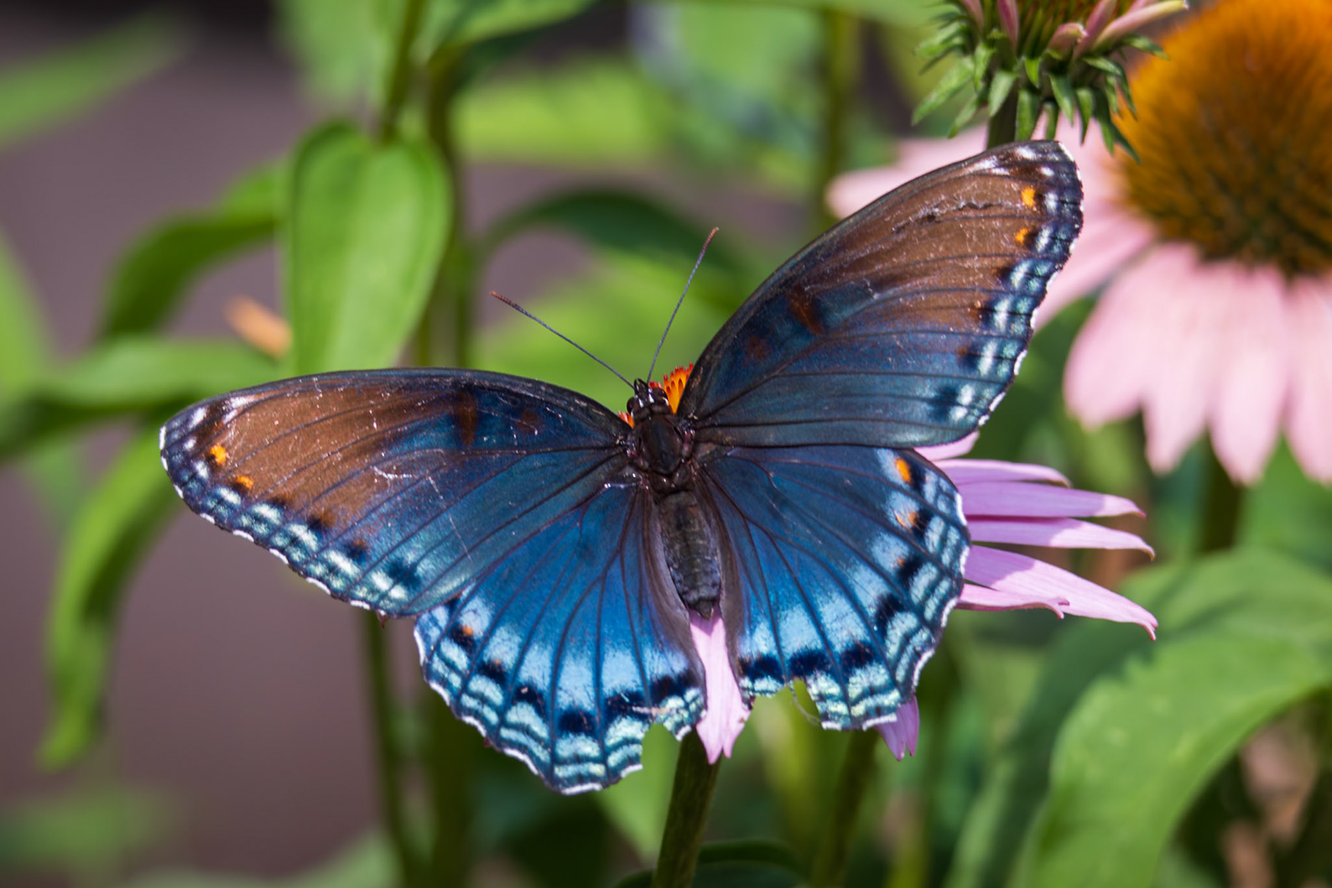 Red-spotted Purple | Limenitis arthemis astyanax | 20240719