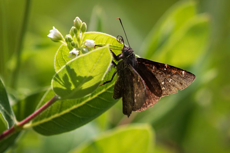 Northern Cloudywing | Thorybes pylades | 20220627