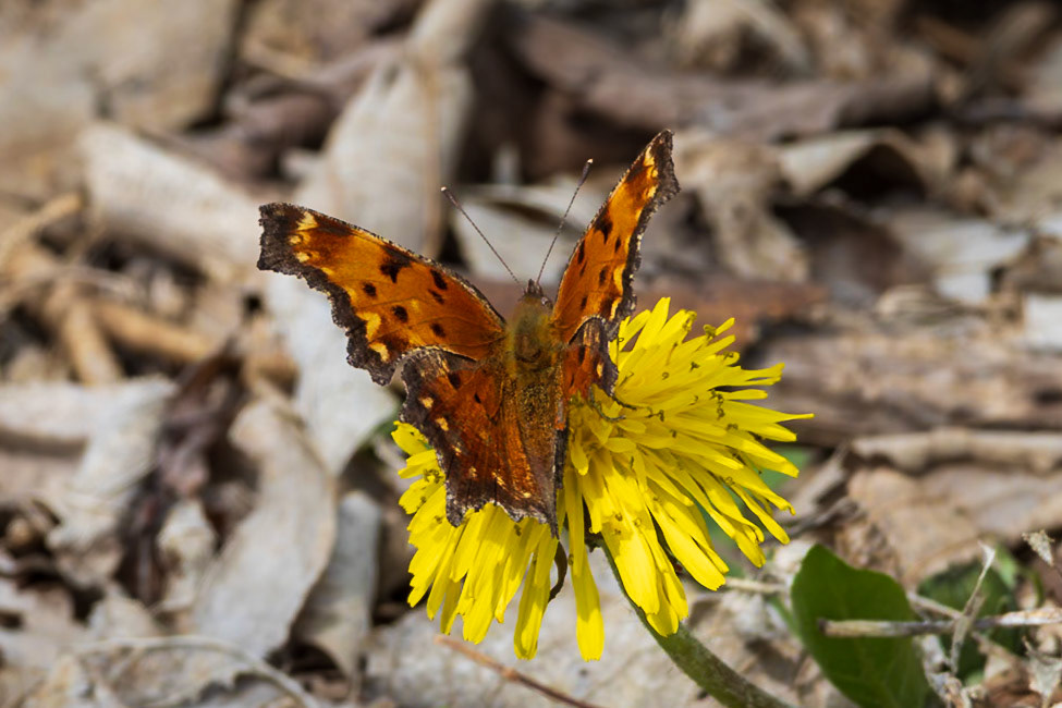 Gray Comma | Polygonia progne | 20250409