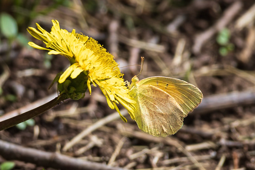 Sleepy Orange | Eurema nicippe | 20240508