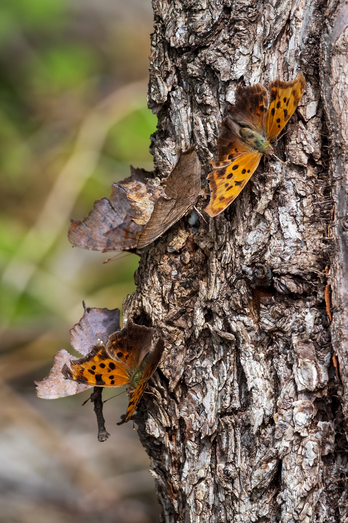 Question Mark | Polygonia interrogationis 20240508