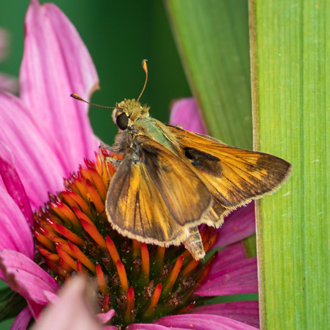 Sachem | Atalopedes campestris | 20220714