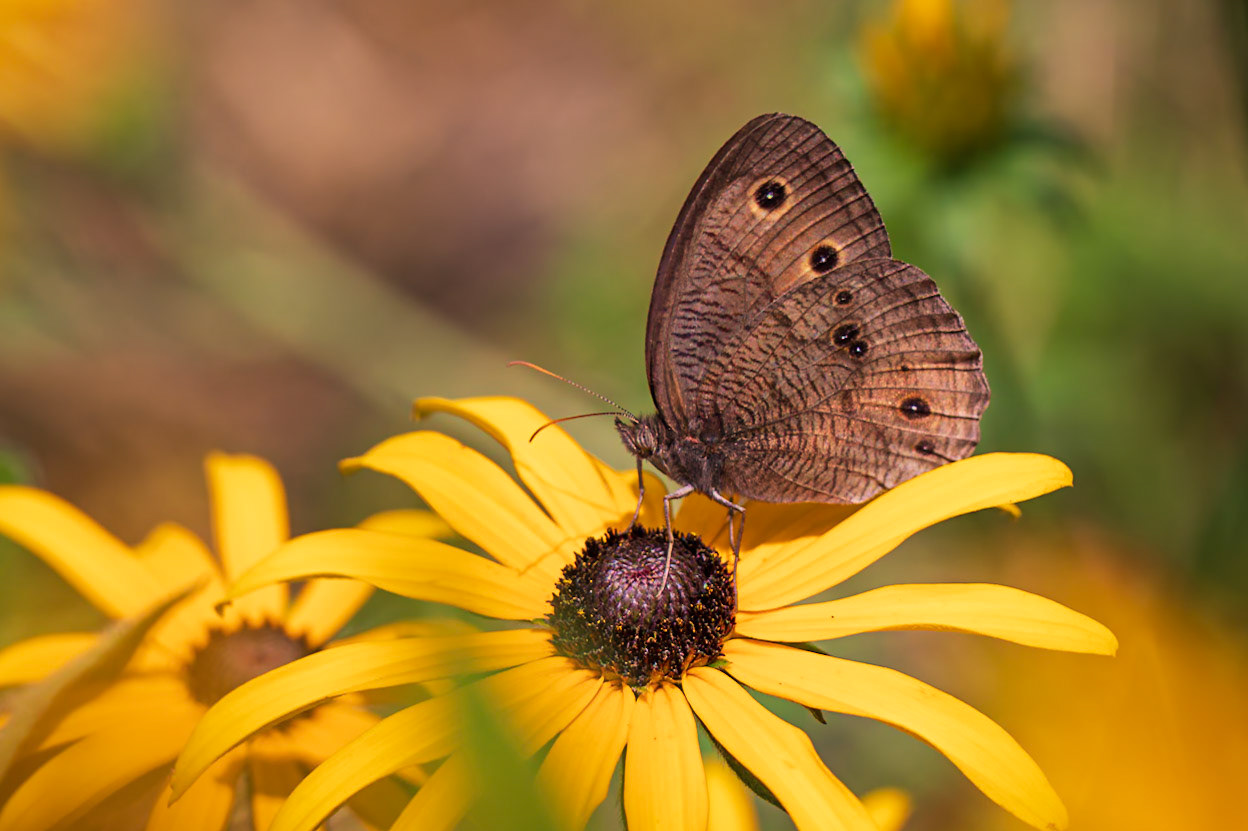 Common Wood-Nymph, Cercyonis pegala | 20210801