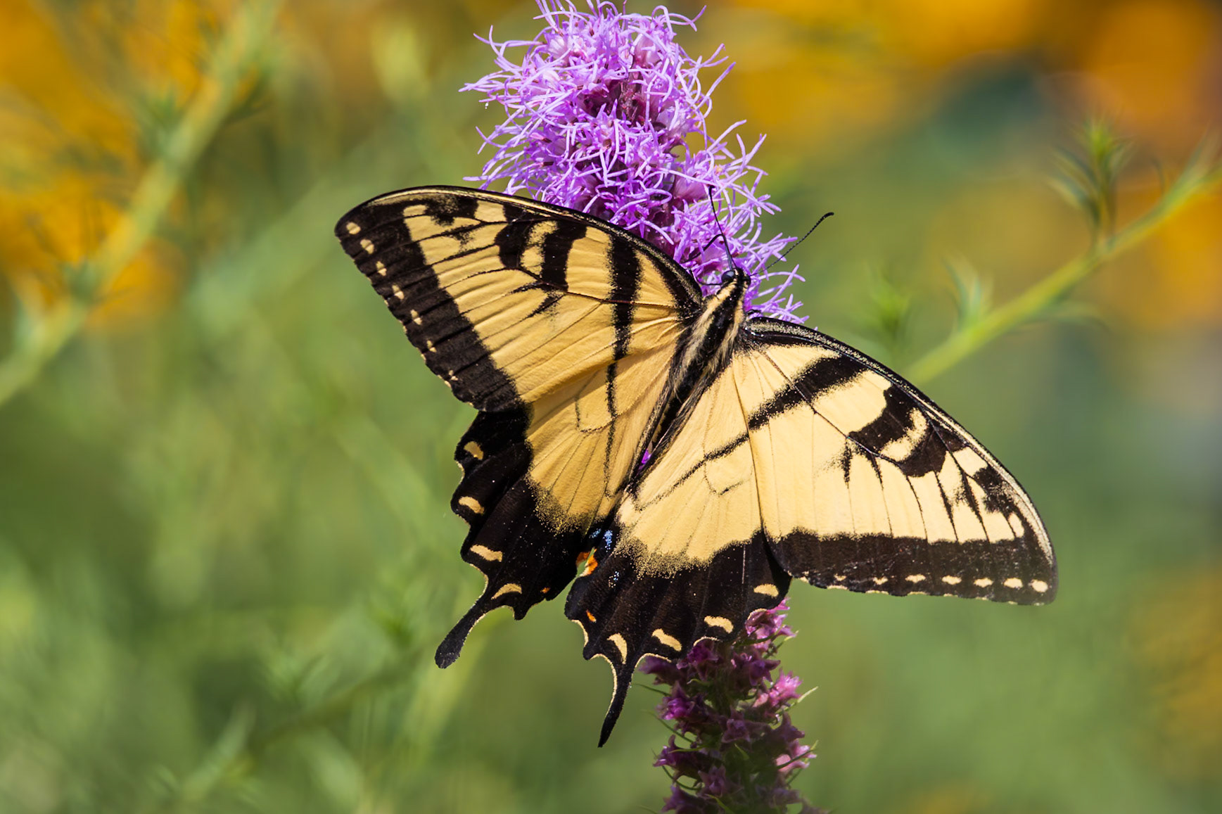 Eastern Tiger Swallowtail | Papilio glaucus | 20240718