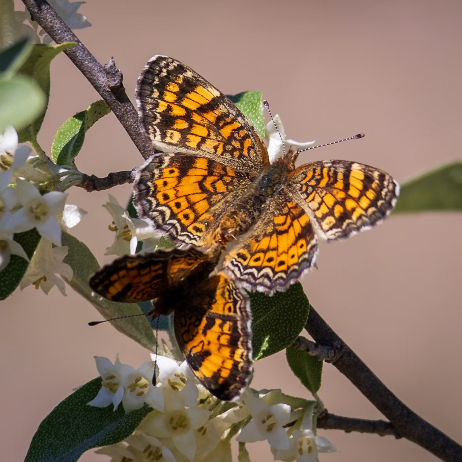 Pearl Crescent | Phyciodes tharos | 20250415