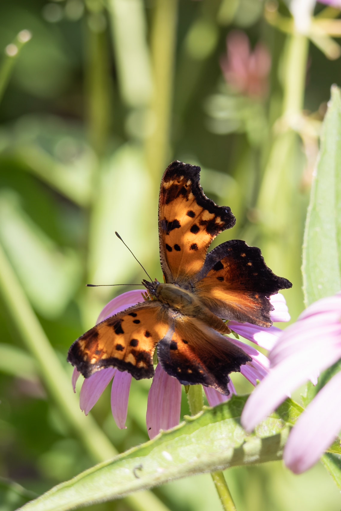 Gray Comma | Polygonia progne | 20250714