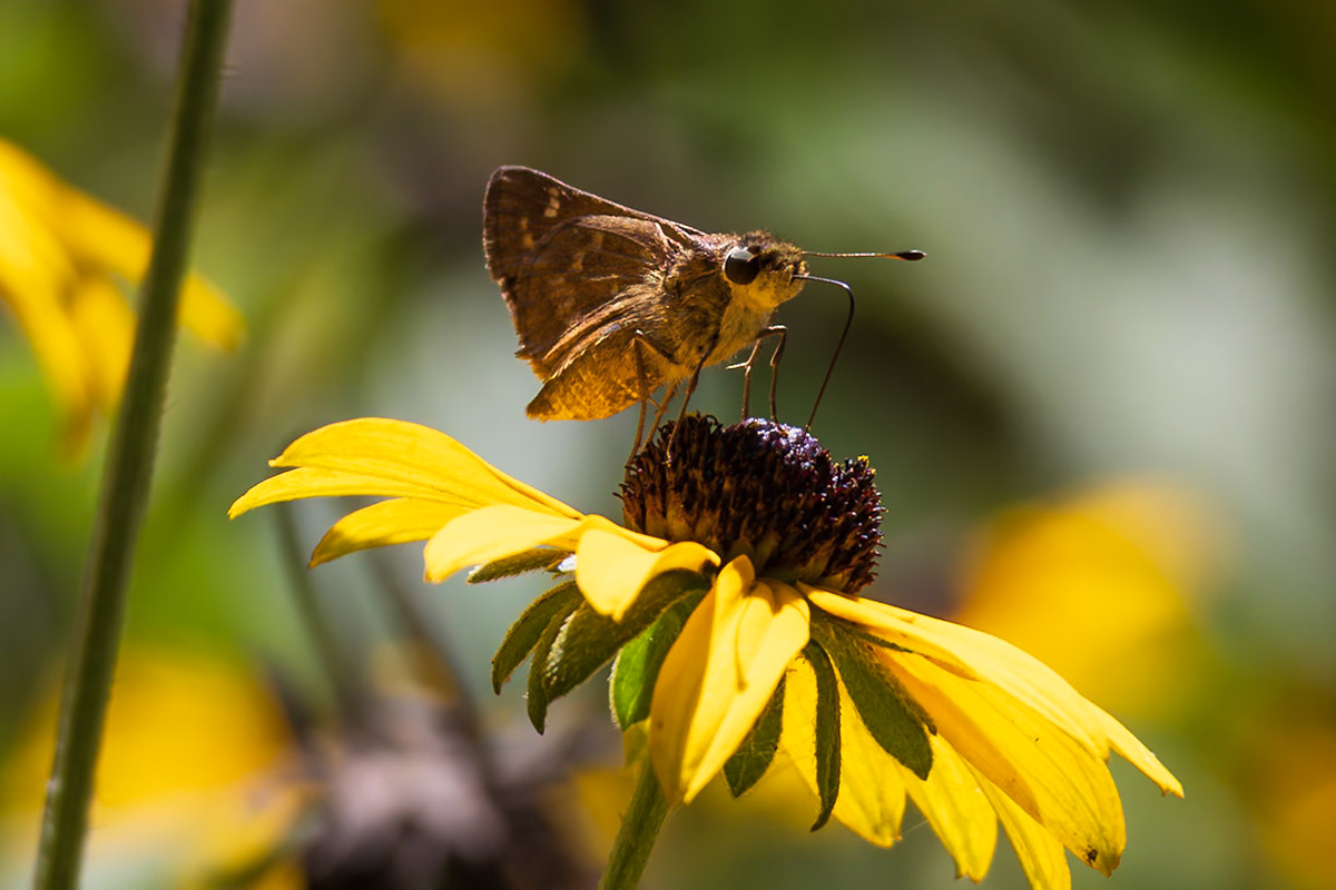 Sachem | Atalopedes campestris | 20240815