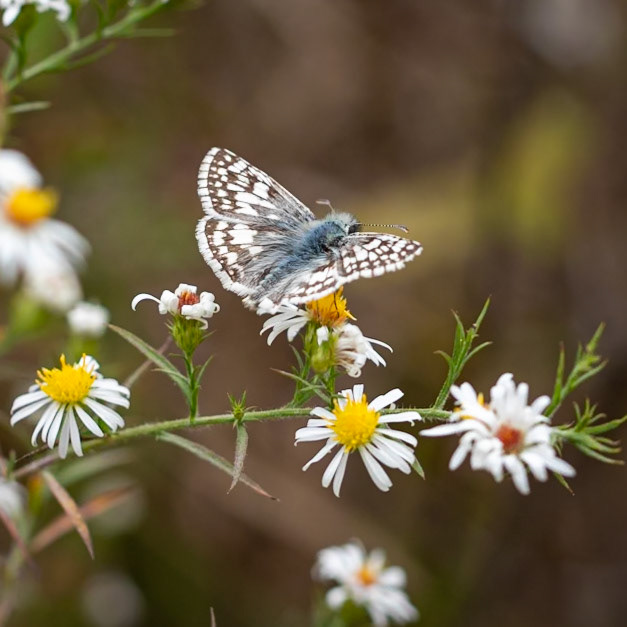 Common Checkered-Skipper | Pyrgus communis | 20201022