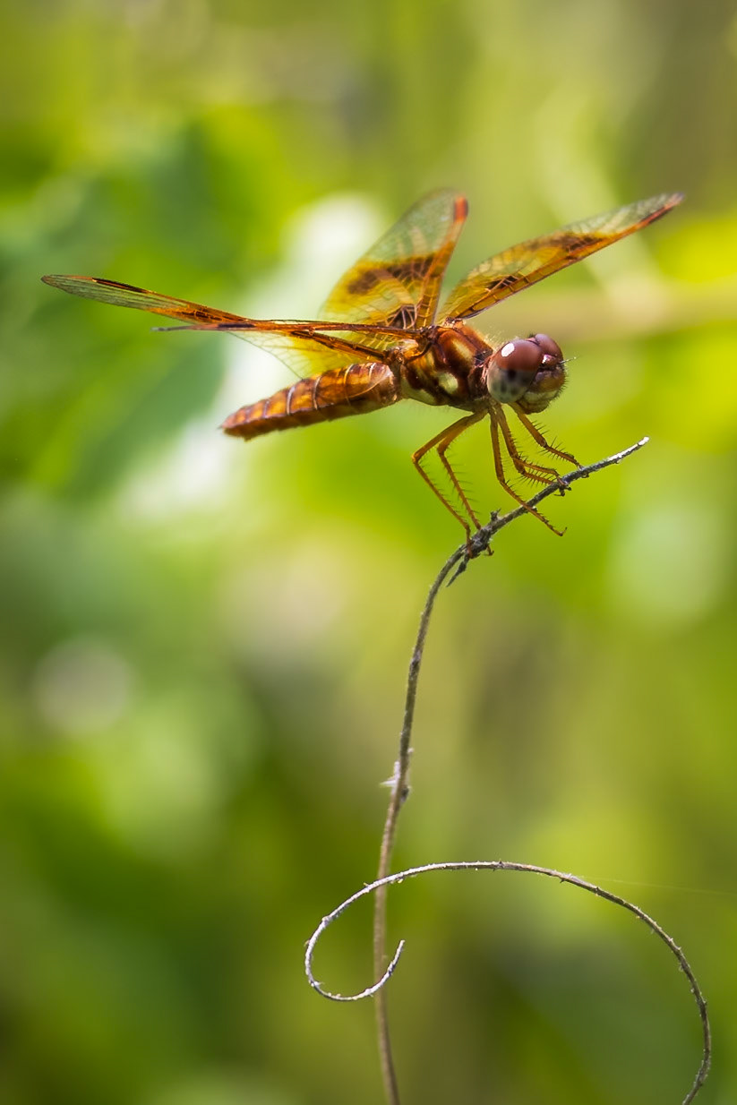 Eastern Amberwing, Perithemis tenera