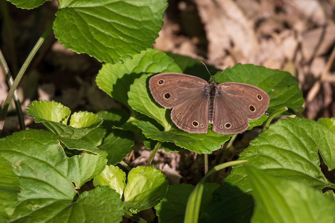 Little Wood-Satyr | Megisto cymela* (includes viola) | 20230531