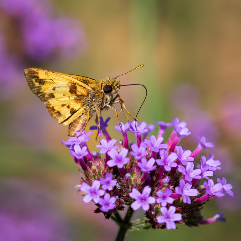 Zabulon Skipper | Poanes zabulon | 20210811