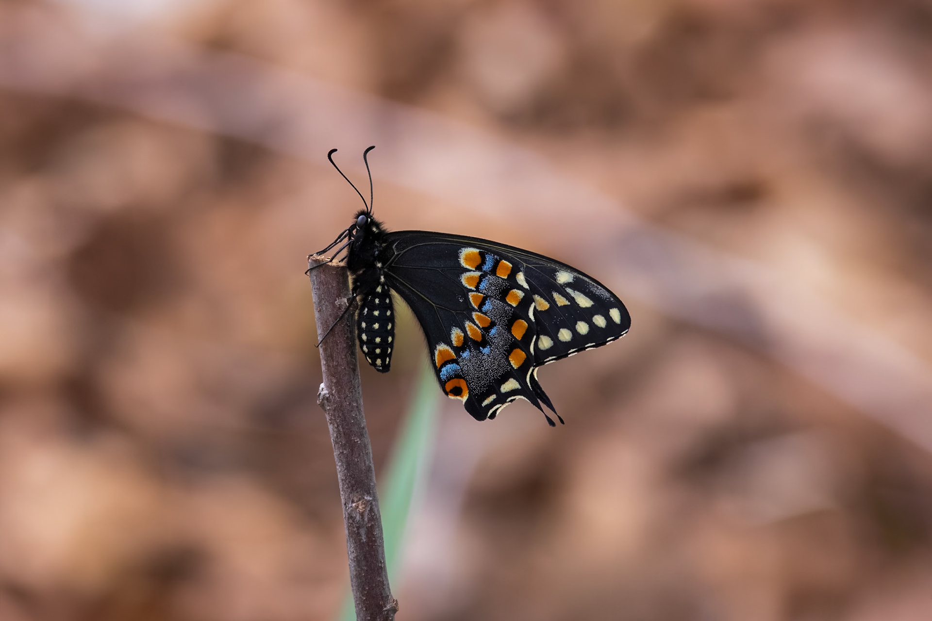 Black Swallowtail | Papilio polyxenes | 20230427