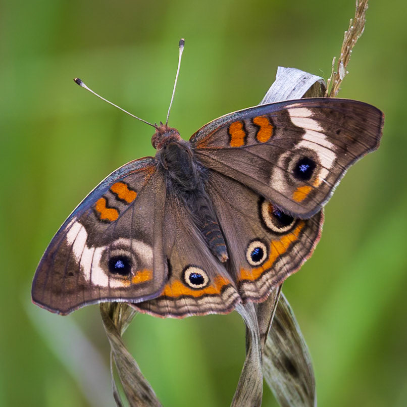 Common Buckeye | Junonia coenia | 20230614