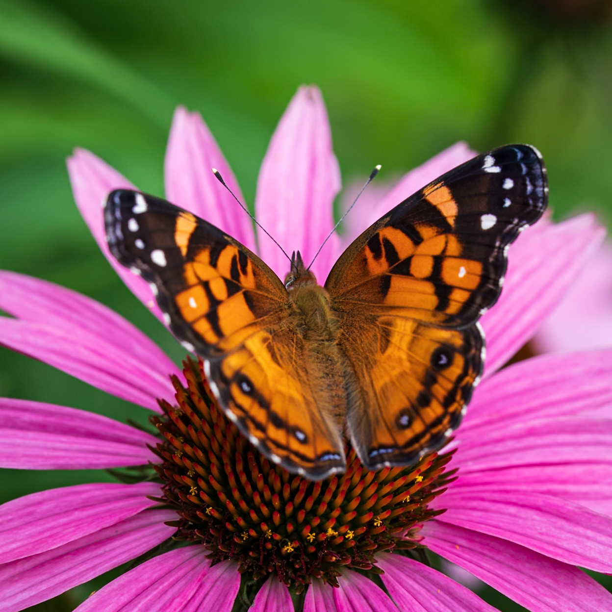 American Lady | Vanessa virginiensis | 20210625