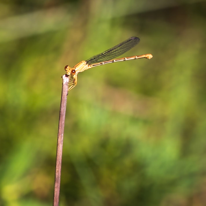 Blue-fronted Dancer, Argia apicalis