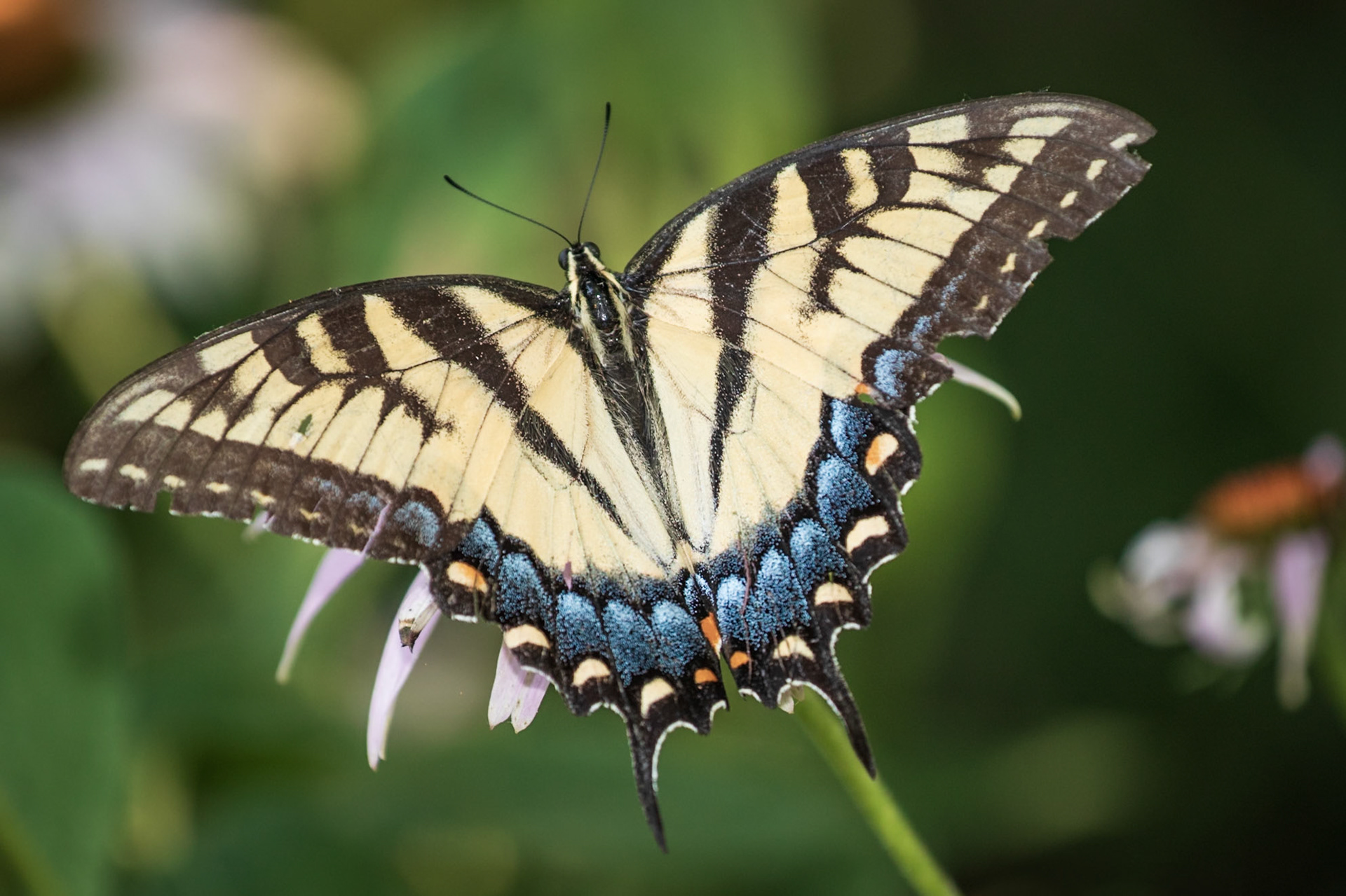 Eastern Tiger Swallowtail | Papilio glaucus | 20220711
