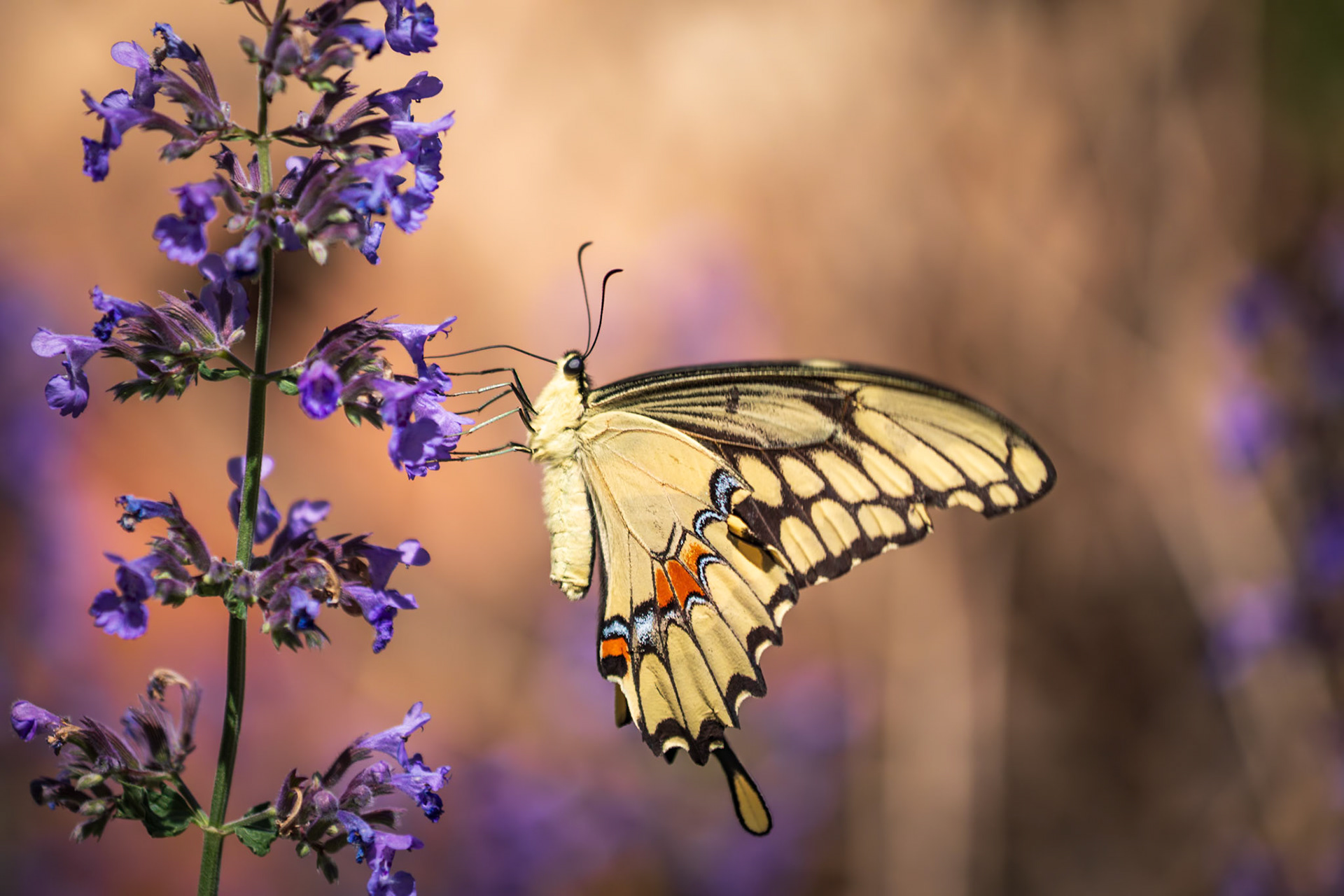 Giant Swallowtail | Papilio cresphontes | 22020522