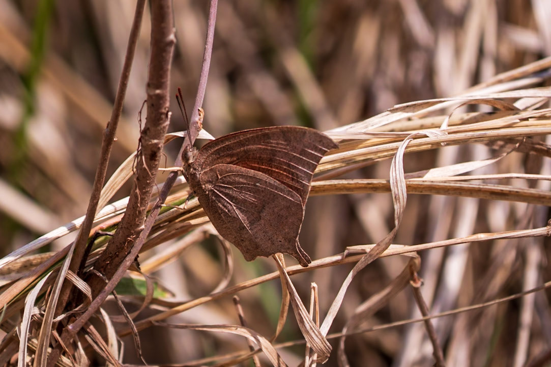 Goatweed Leafwing | Anaea andria | 20220412