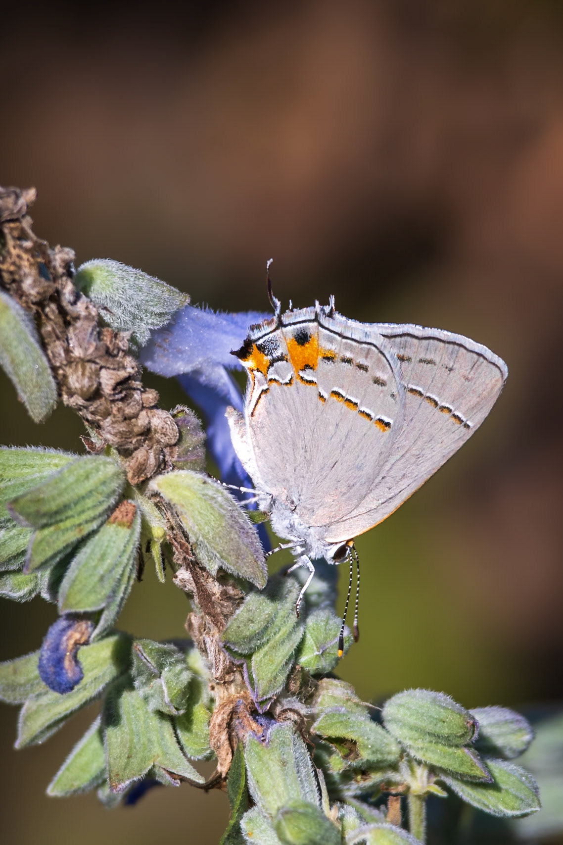 Gray Hairstreak, Strymon melinus | 20230928