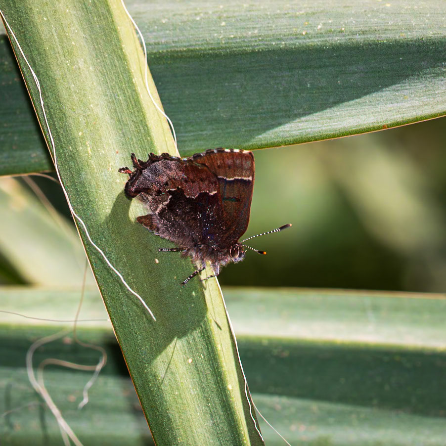 Henry’s Elfin | Callophrys henrici | 20220418