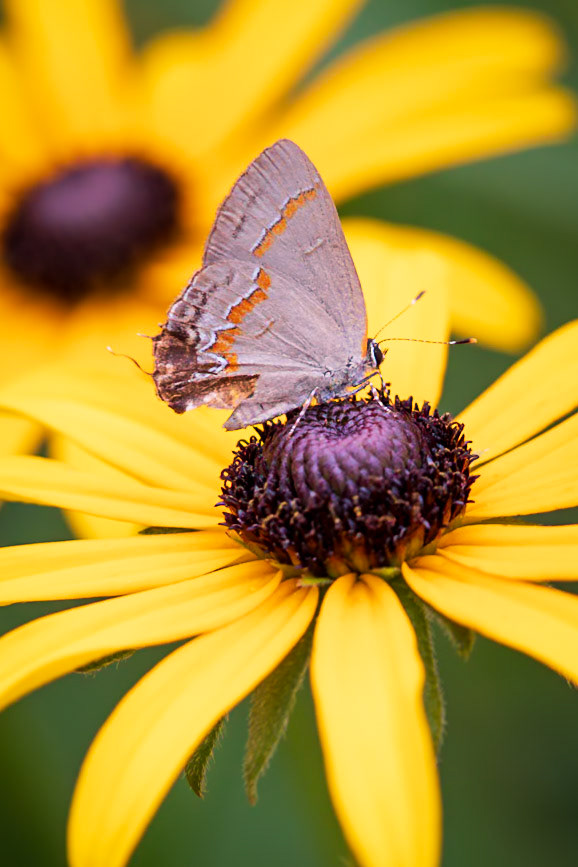 Red-banded Hairstreak, Calycopis cecrops | 20200731