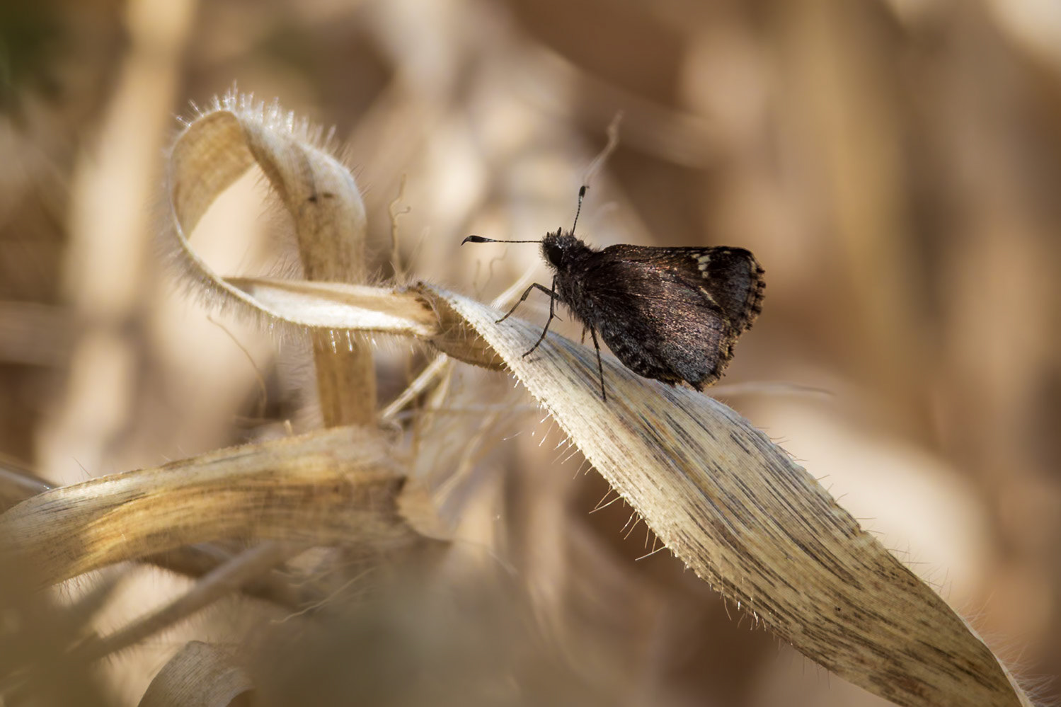 Common Roadside-Skipper | Amblyscirtes vialis | 041725