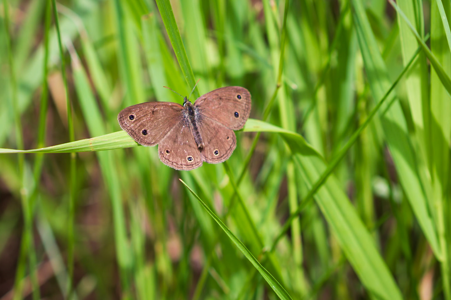 Little Wood-Satyr | Megisto cymela* (includes viola) | 20230531