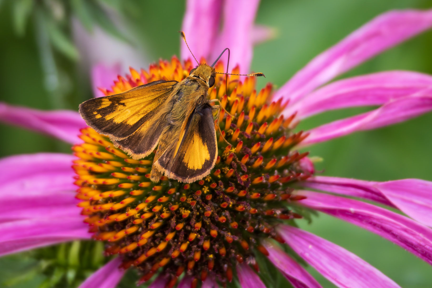 Zabulon Skipper | Poanes zabulon | 20240629