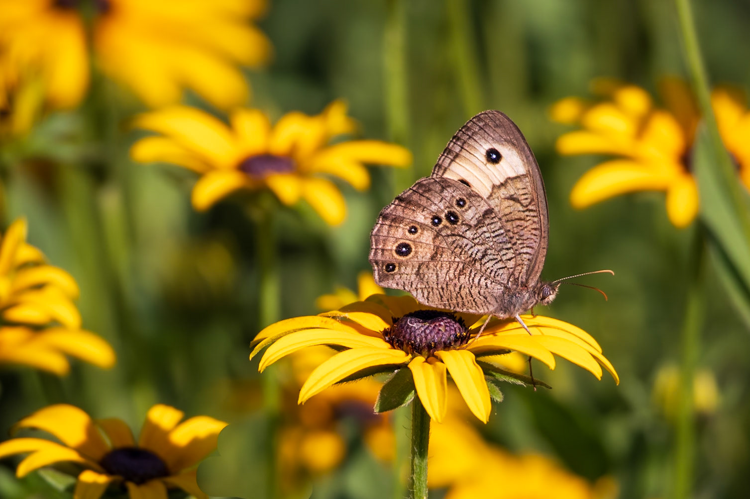 Common Wood-Nymph | Cercyonis pegala | 20230723