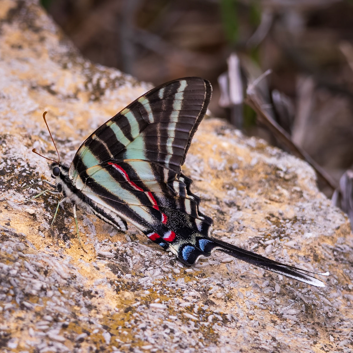 Zebra Swallowtail | Eurytides marcellus - summer form | 20230622