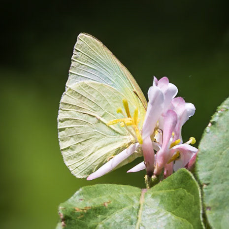 Lyside Sulphur | Kricogonia lyside | 20230507
