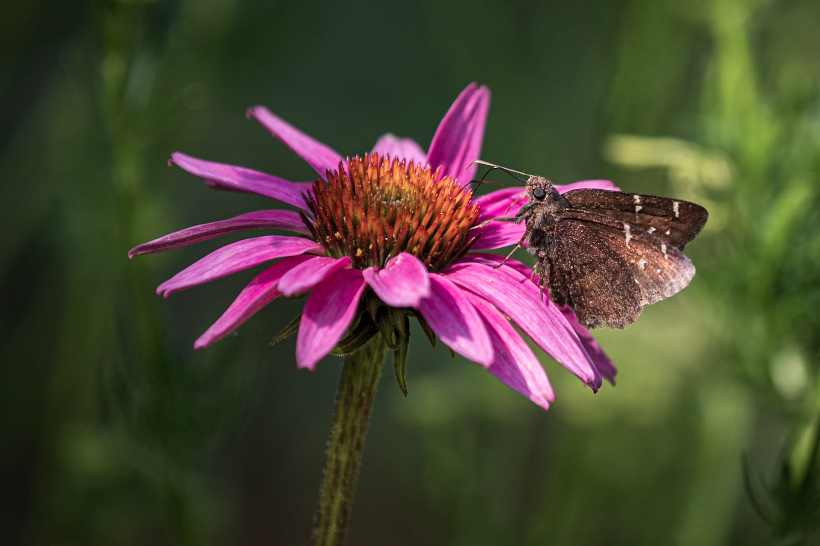 Northern Cloudywing | Thorybes pylades | 20220621