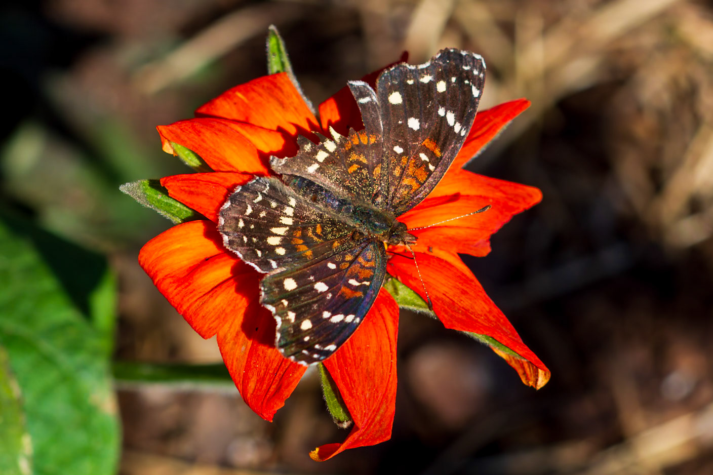 Texan Crescent | Phyciodes texana | 20151114