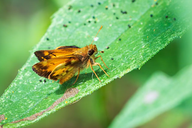 Zabulon Skipper | Poanes zabulon | 20210720