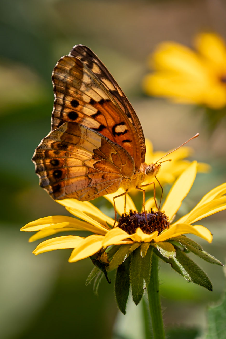 Variegated Fritillary | Euptoieta claudia | 20220731
