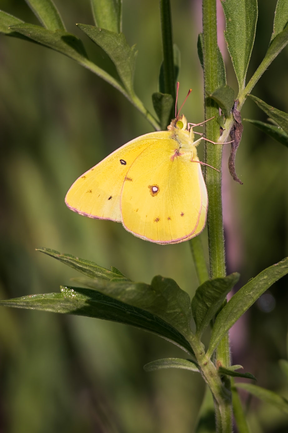 Orange Sulphur | Colias eurytheme | 20230606
