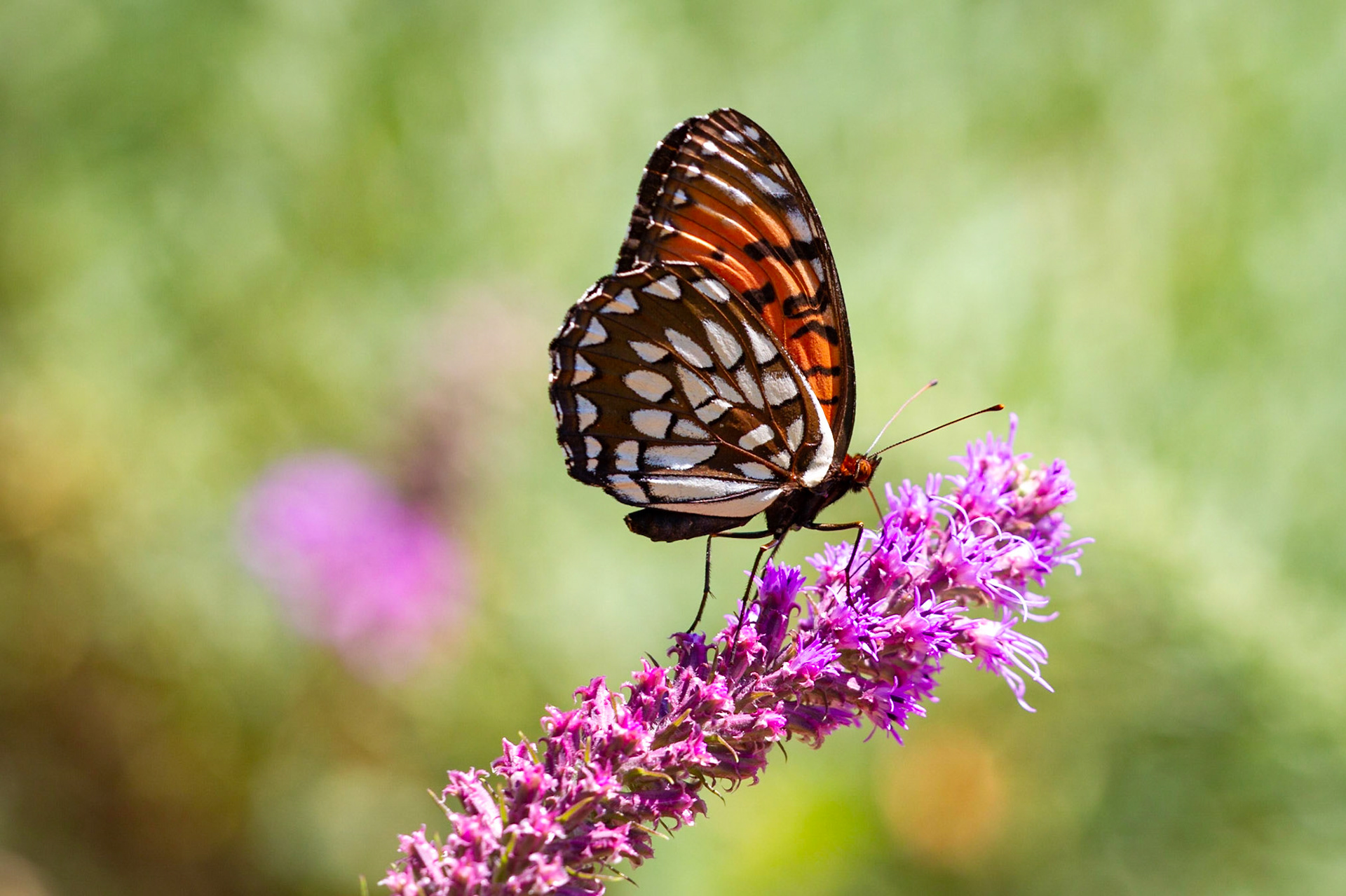 Regal Fritillary | Speyeria idalia | 20180709