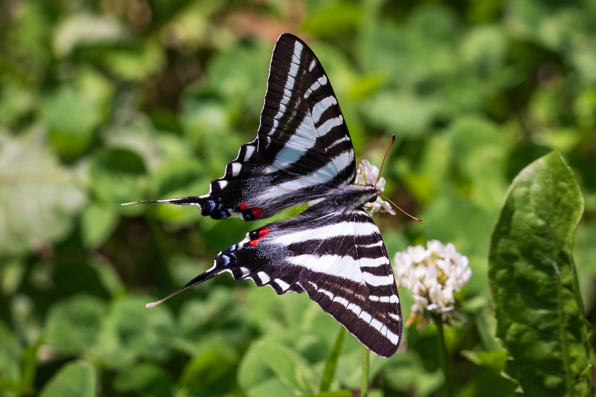 Zebra Swallowtail | Eurytides marcellus - spring form | 20190530