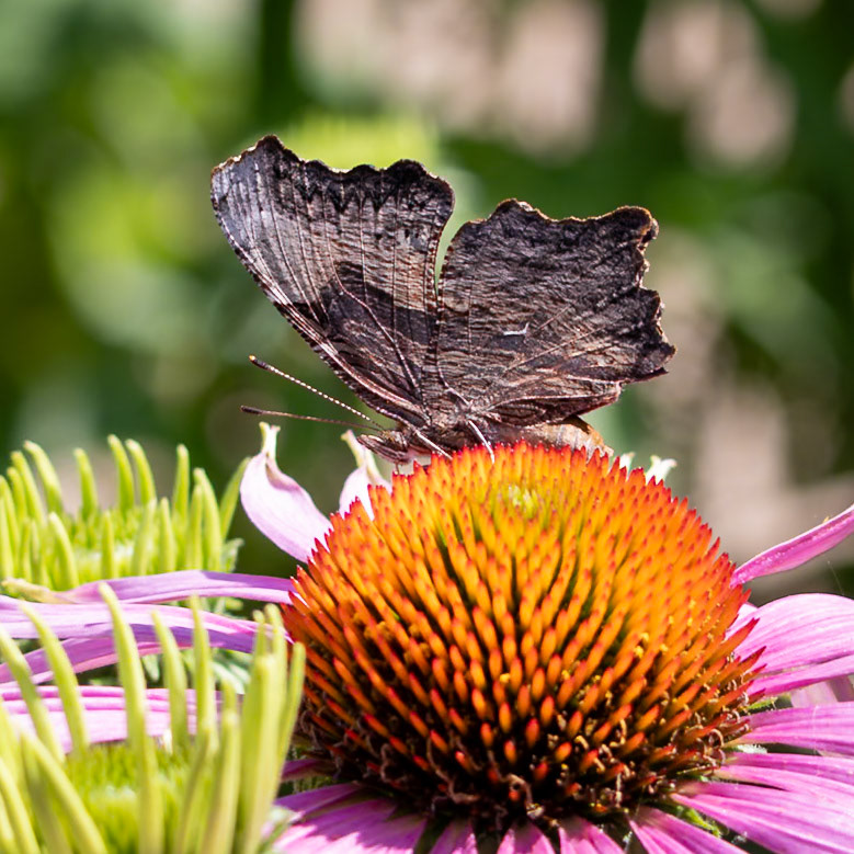Gray Comma | Polygonia progne | 20250614  